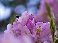 NJ Botanical Gardens 8